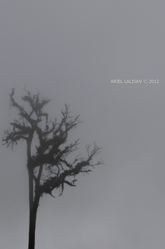 mist covers a dead tree